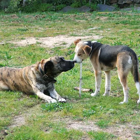 Chao Da Lousa Апартаменты Дорнеш