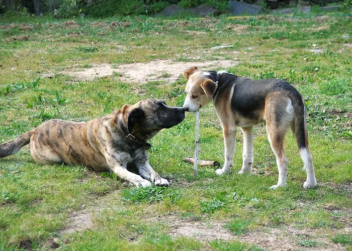 Chao Da Lousa アパート ドルネス